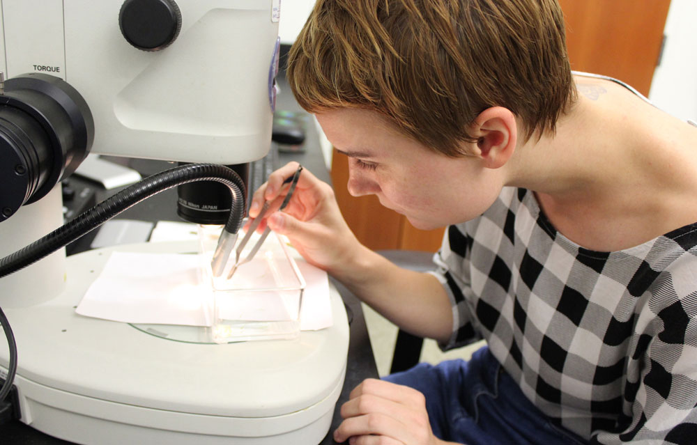 学生在显微镜下用镊子调整材料